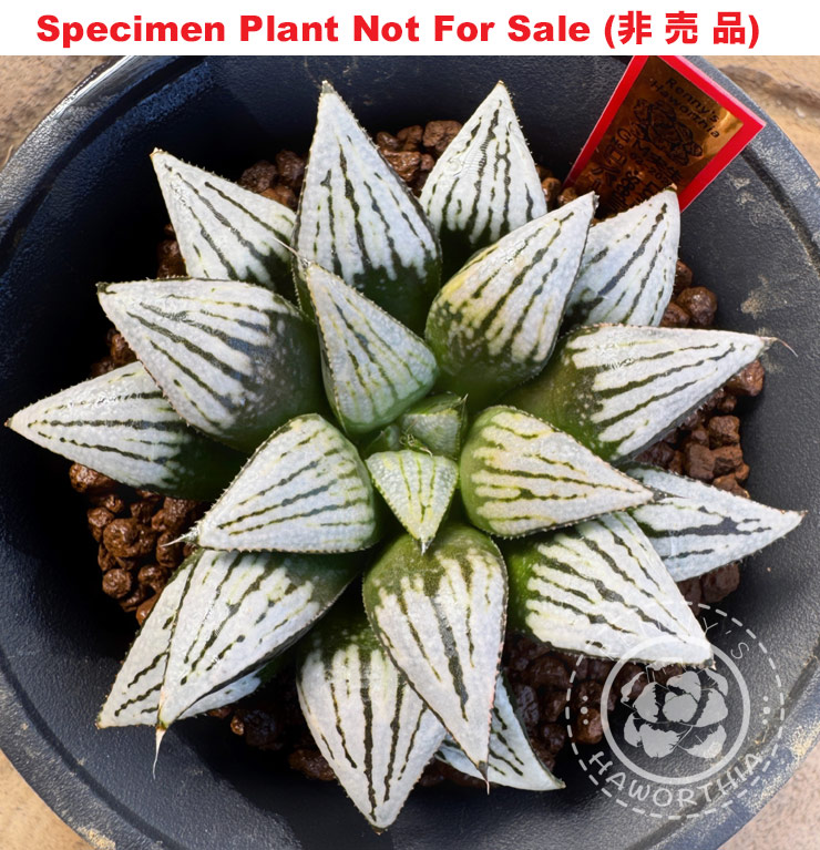 Hyb-563 H. hybrid 'Lombard Star Seedling No.3', 10 seeds, 2026 Hyb-563 H. hybrid 'Lombard Star Seedling No.3', 10 seeds, 2026