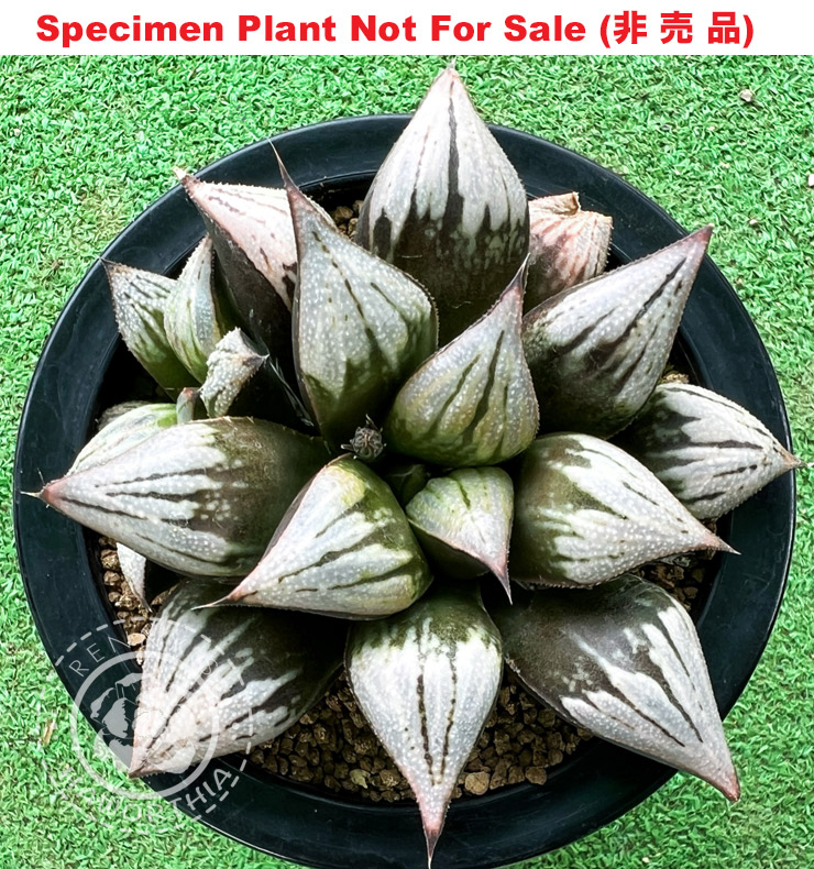Hyb-475 H. hybrid 'Lombard Star Seedling No.4', 10 seeds, 2026 Hyb-475 H. hybrid 'Lombard Star Seedling No.4', 10 seeds, 2026