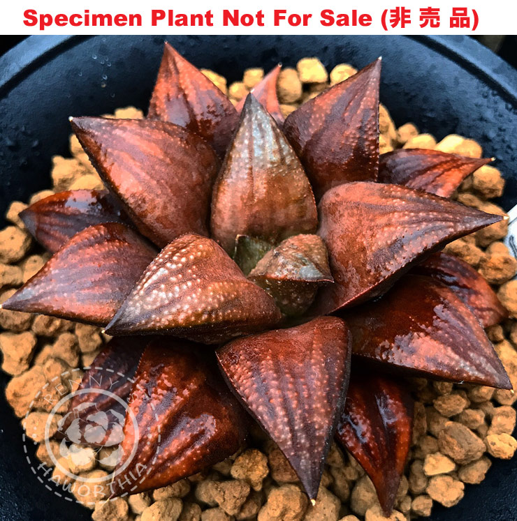 Hyb-642 H. hybrid 'Mahogany', 10 seeds, 2026 Hyb-642 H. hybrid 'Mahogany', 10 seeds, 2026