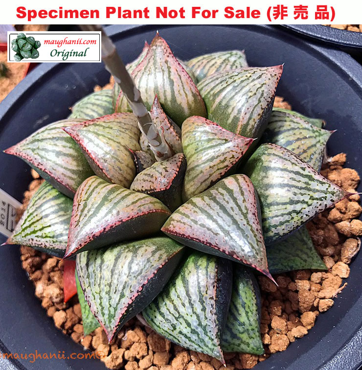 Hyb-487 H. hybrid 'Maiko', 10 seeds, 2026 Hyb-487 H. hybrid 'Maiko', 10 seeds, 2026
