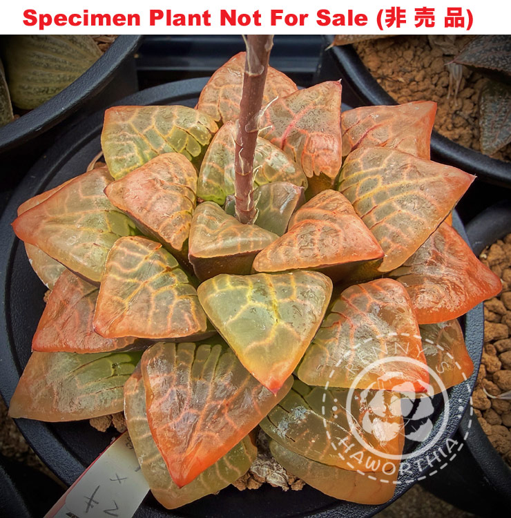 Hyb-337 H. hyb 'Maki' x 'N-Suishou', 10 seeds, 2026 Hyb-337 H. hyb 'Maki' x 'N-Suishou', 10 seeds, 2026