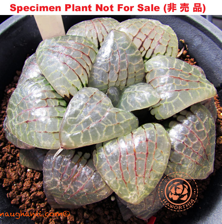 Hyb-484 H. hybrid 'Manmaru', 10 seeds, 2026 Hyb-484 H. hybrid 'Manmaru', 10 seeds, 2026
