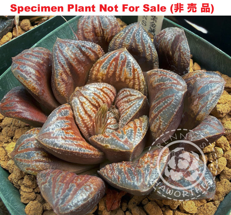 Hyb-359 H. hyb 'Mashou', 10 seeds, 2026 Hyb-359 H. hyb 'Mashou', 10 seeds, 2026