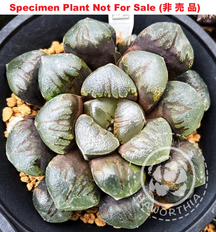 Hyb-604 H. maughanii hybrid, 10 seeds, 2026