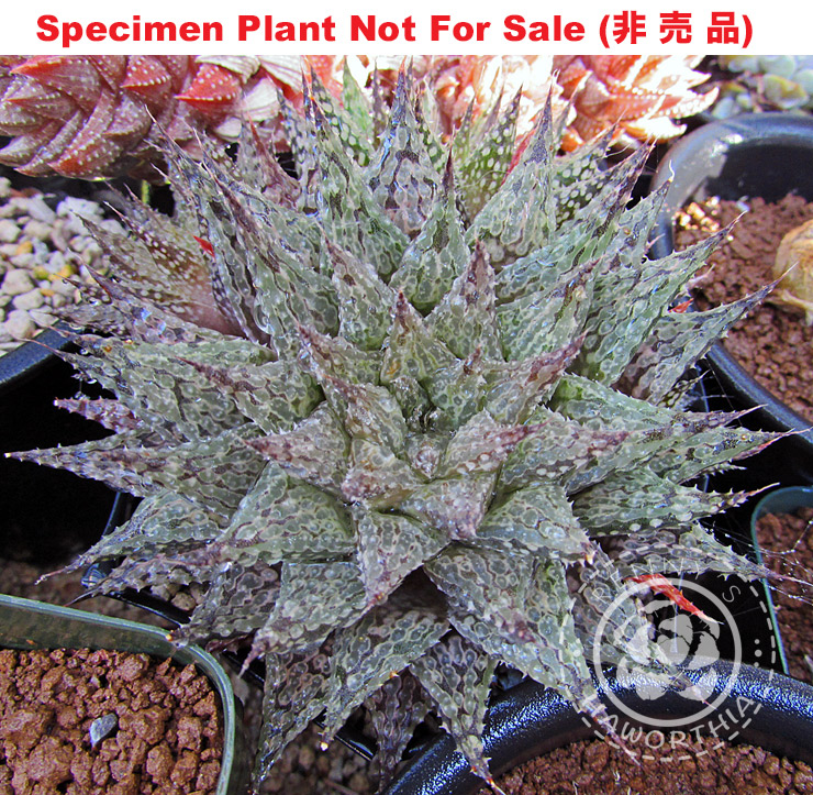 Hyb-617 H. hybrid 'Michael Cocozza', 10 seeds, 2026