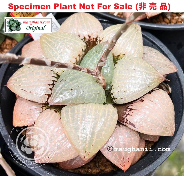 Hyb-302 H. hyb 'Mirror Lake', 10 seeds, 2026
