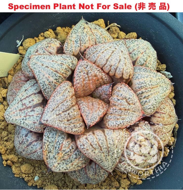 Hyb-585 H. hybrid 'Miss Universe', 10 seeds, 2026 Hyb-585 H. hybrid 'Miss Universe', 10 seeds, 2026