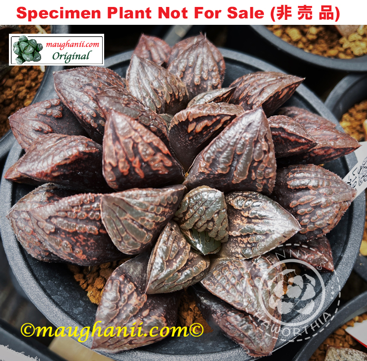 Hyb-437 H. hybrid 'Moana', 10 seeds, 2026 Hyb-437 H. hybrid 'Moana', 10 seeds, 2026