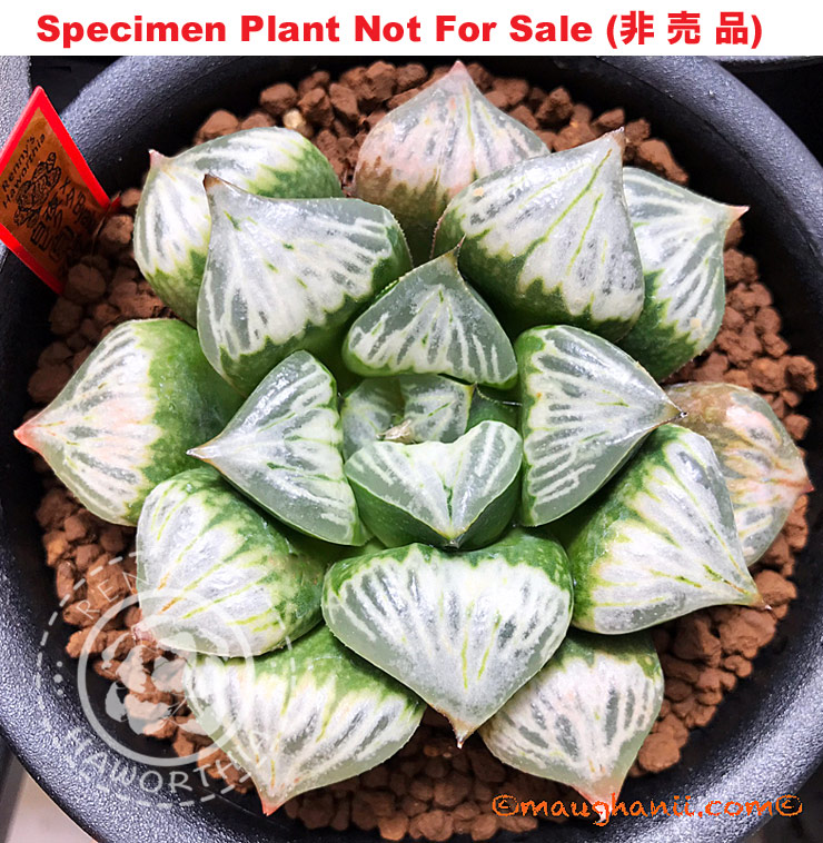Hyb-307 H. cv 'Monet', 10 seeds, 2026
