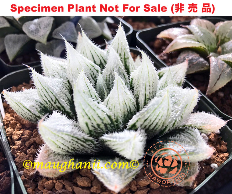 Hyb-379 H. hyb 'Mori No Yousei', 10 seeds, 2026 Hyb-379 H. hyb 'Mori No Yousei', 10 seeds, 2026