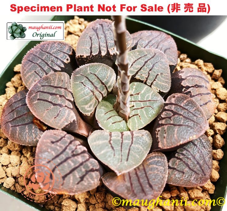 Hyb-284 H. cv 'Neko Bus', 10 seeds, 2026
