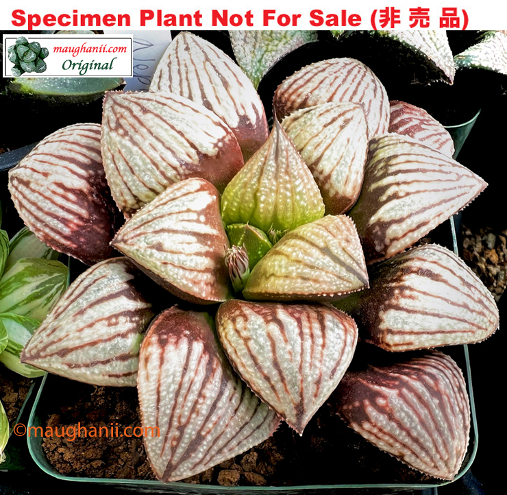 Hyb-577 H. hybrid 'Neptune's Ring', 10 seeds, 2026 Hyb-577 H. hybrid 'Neptune's Ring', 10 seeds, 2026