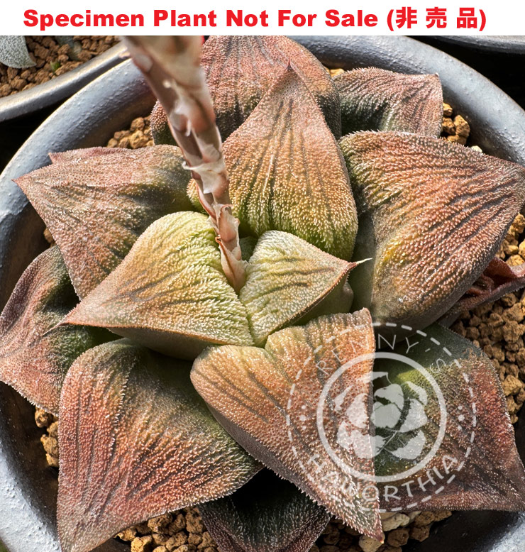 Hyb-465 H. hybrid 'Nishi Brown Sugar', 10 seeds, 2026 Hyb-465 H. hybrid 'Nishi Brown Sugar', 10 seeds, 2026