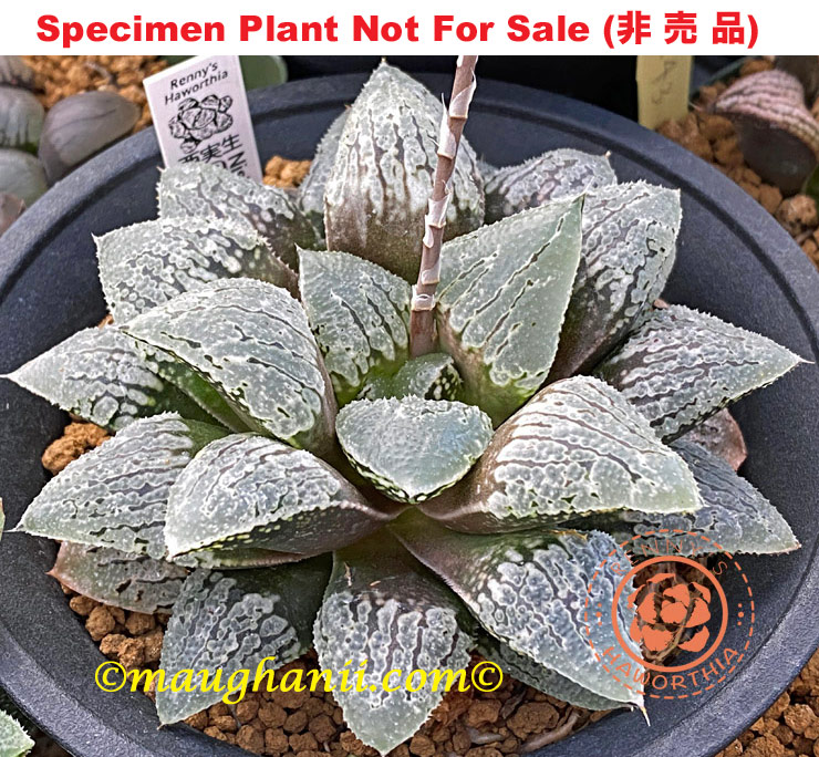 Hyb-290 H. hyb 'Nishi Seedling', 10 seeds, 2026