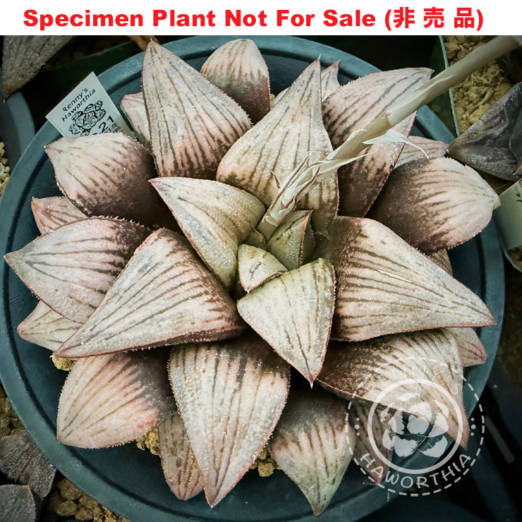 Hyb-606 H. hybrid 'No.21', 10 seeds, 2026