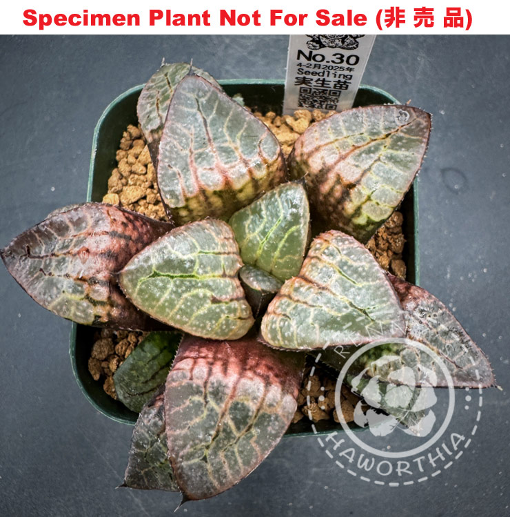 Hyb-558 H. hybrid 'No.30 4-2月2025年', 10 seeds, 2026 Hyb-558 H. hybrid 'No.30 4-2月2025年', 10 seeds, 2026