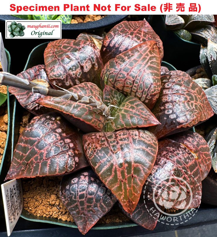 Hyb-312 H. comcore 'No.48 9 2021', 10 seeds, 2026