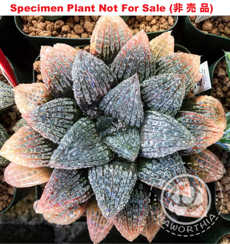 Hyb-255 H. cv 'Suzu', 10 seeds, 2026
