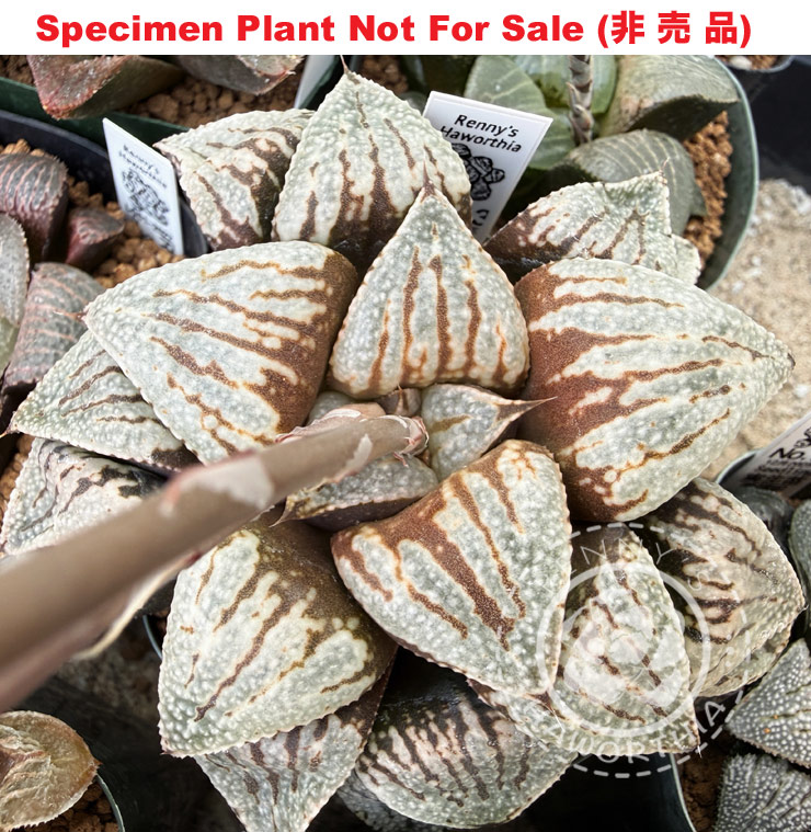 Hyb-385 H. hybrid 'No.11 3月2025年', 10 seeds, 2026 Hyb-385 H. hybrid 'No.11 3月2025年', 10 seeds, 2026