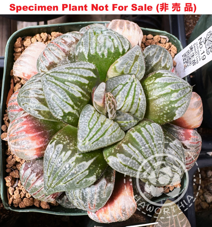 Hyb-400 H. hyb 'No.19 10月2023年', 10 seeds, 2026 Hyb-400 H. hyb 'No.19 10月2023年', 10 seeds, 2026