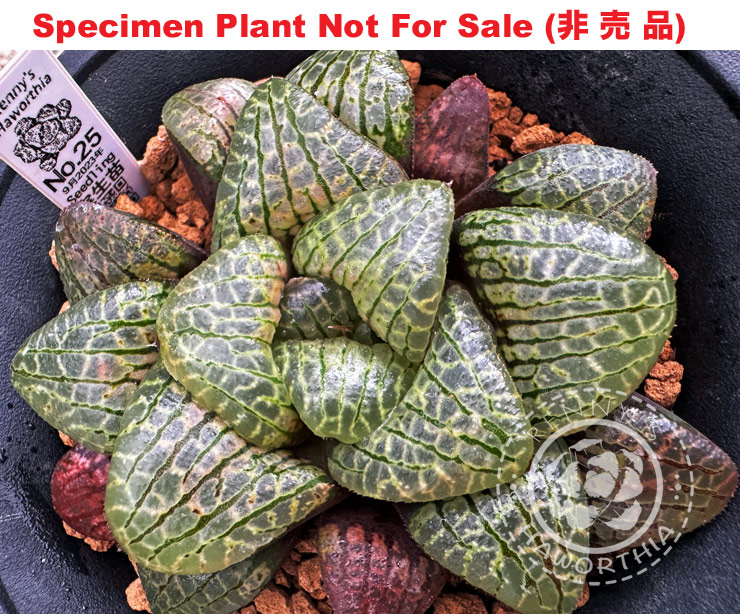 Hyb-422 H. hyb 'Dragon Scales', 10 seeds, 2026 Hyb-422 H. hyb 'Dragon Scales', 10 seeds, 2026