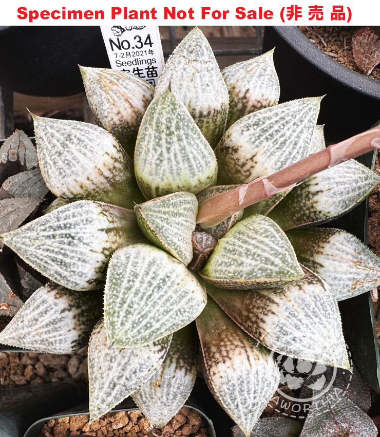 Hyb-485 H. hybrid 'No.34 7-2月2021年', 10 seeds, 2026 Hyb-485 H. hybrid 'No.34 7-2月2021年', 10 seeds, 2026