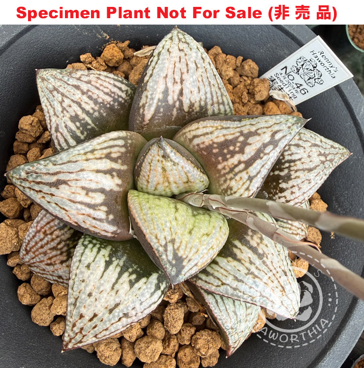 Hyb-624 H. hybrid 'No.46 4月2024年', 10 seeds, 2026