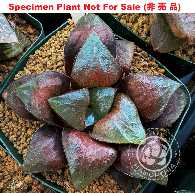 Hyb-438 H. hybrid 'Nocturne', 10 seeds, 2026 Hyb-438 H. hybrid 'Nocturne', 10 seeds, 2026