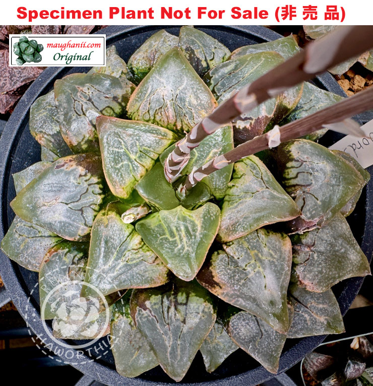 Hyb-535 H. hybrid 'Nordsea', 10 seeds, 2026