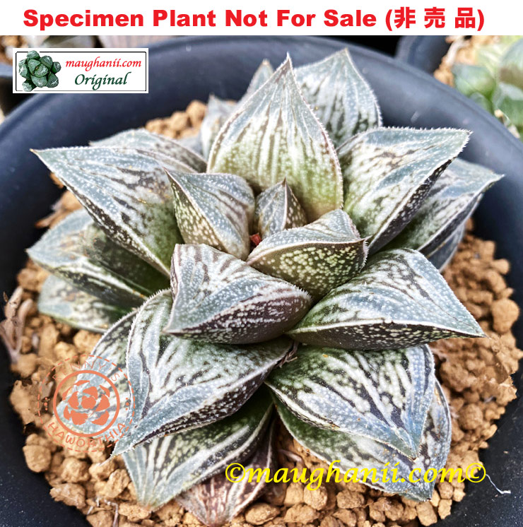 Hyb-491 H. hybrid 'Odyssey', 10 seeds, 2026 Hyb-491 H. hybrid 'Odyssey', 10 seeds, 2026