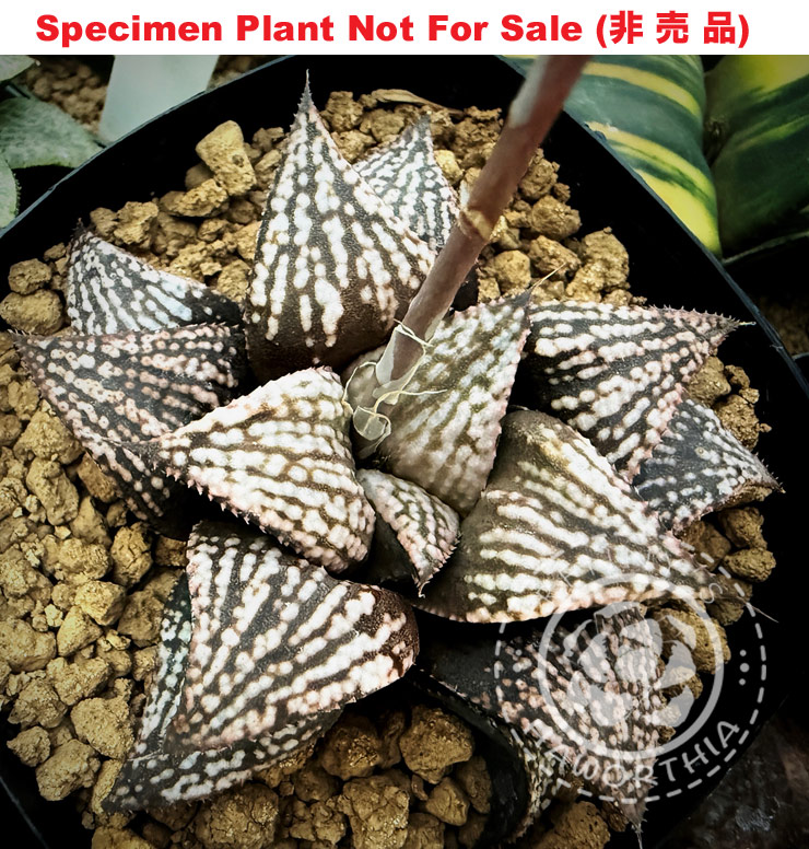Hyb-532 H. hybrid 'Ore', 10 seeds, 2026