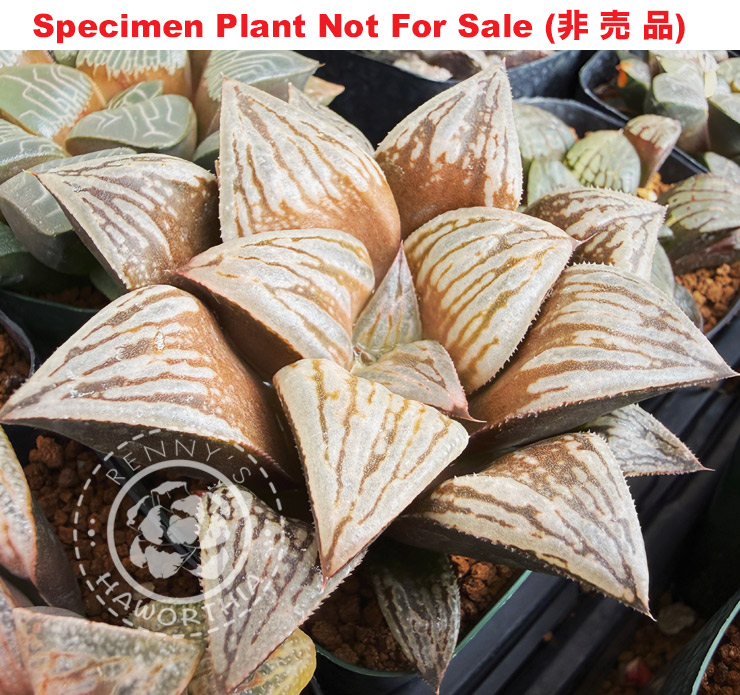 Hyb-630 H. hybrid 'Parthenon' x splendens, 10 seeds, 2026
