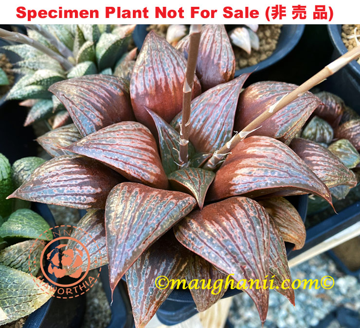 Hyb-567 H. hybrid 'Pink Star', 10 seeds, 2026 Hyb-567 H. hybrid 'Pink Star', 10 seeds, 2026