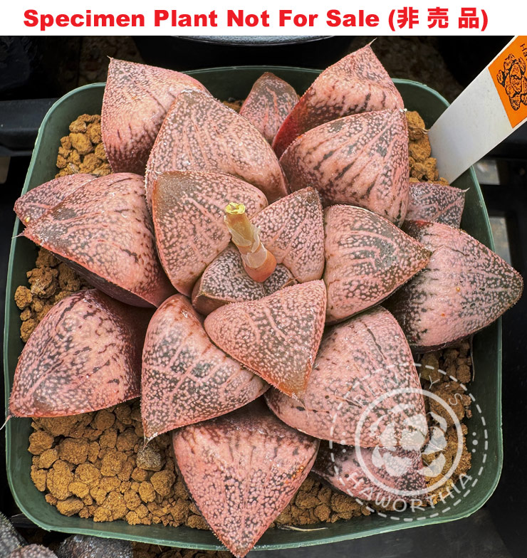 Hyb-409 H. hybrid 'Pink Zone', 10 seeds, 2026