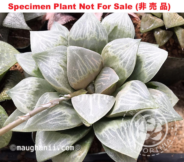 Hyb-574 H. hybrid 'Plastic', 10 seeds, 2026 Hyb-574 H. hybrid 'Plastic', 10 seeds, 2026