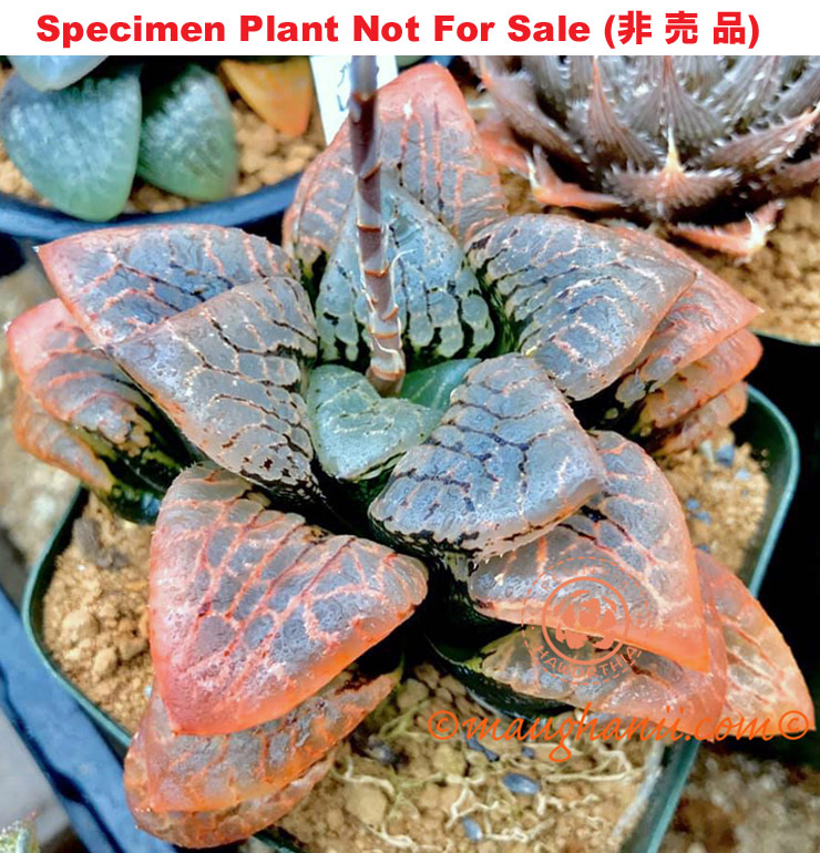 Hyb-462 H. hybrid 'CNM Premia KN-1', 10 seeds, 2026 Hyb-462 H. hybrid 'CNM Premia KN-1', 10 seeds, 2026