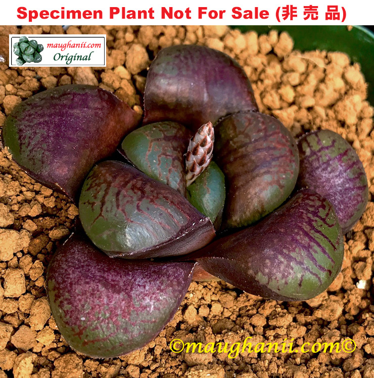 Hyb-371 H. hyb 'Purple Abalone', 10 seeds, 2026 Hyb-371 H. hyb 'Purple Abalone', 10 seeds, 2026