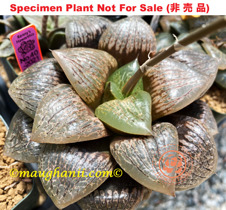 Hyb-367 H. hyb 'Purple No.40-2021', 10 seeds, 2026 Hyb-367 H. hyb 'Purple No.40-2021', 10 seeds, 2026