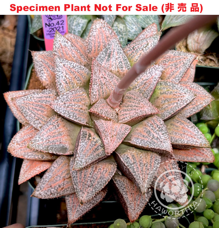 Hyb-497 H. hybrid 'Purple No.42-2021', 10 seeds, 2026 Hyb-497 H. hybrid 'Purple No.42-2021', 10 seeds, 2026
