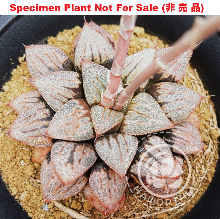 Hyb-470 H. hybrid 'Purple No.44-2021', 10 seeds, 2026 Hyb-470 H. hybrid 'Purple No.44-2021', 10 seeds, 2026