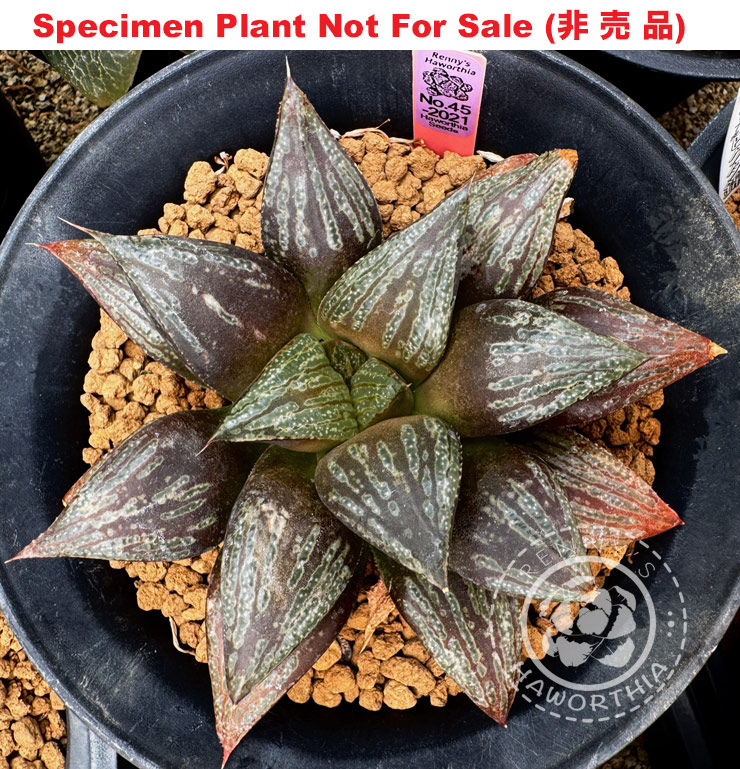Hyb-441 H. hybrid 'Purple No.45-2021', 10 seeds, 2026 Hyb-441 H. hybrid 'Purple No.45-2021', 10 seeds, 2026