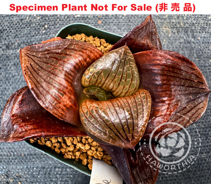 Hyb-340 H. hyb 'Purple Whale', 10 seeds, 2026 Hyb-340 H. hyb 'Purple Whale', 10 seeds, 2026
