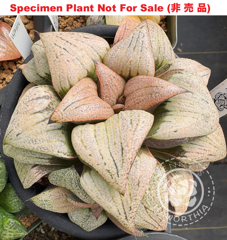 Hyb-387 H. hybrid 'RS081-2015', 10 seeds, 2026 Hyb-387 H. hybrid 'RS081-2015', 10 seeds, 2026