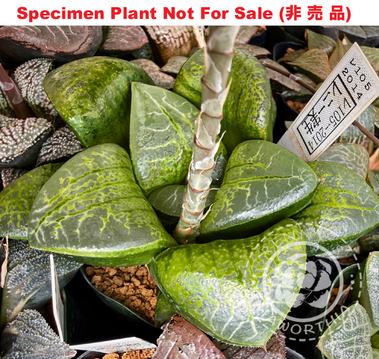 Hyb-390 H. hyb 'RS105-2014', 10 seeds, 2026 Hyb-390 H. hyb 'RS105-2014', 10 seeds, 2026