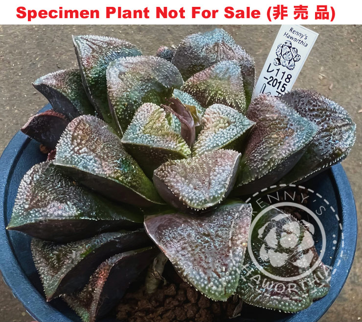 Hyb-469 H. hybrid 'RS118-2015', 10 seeds, 2026 Hyb-469 H. hybrid 'RS118-2015', 10 seeds, 2026