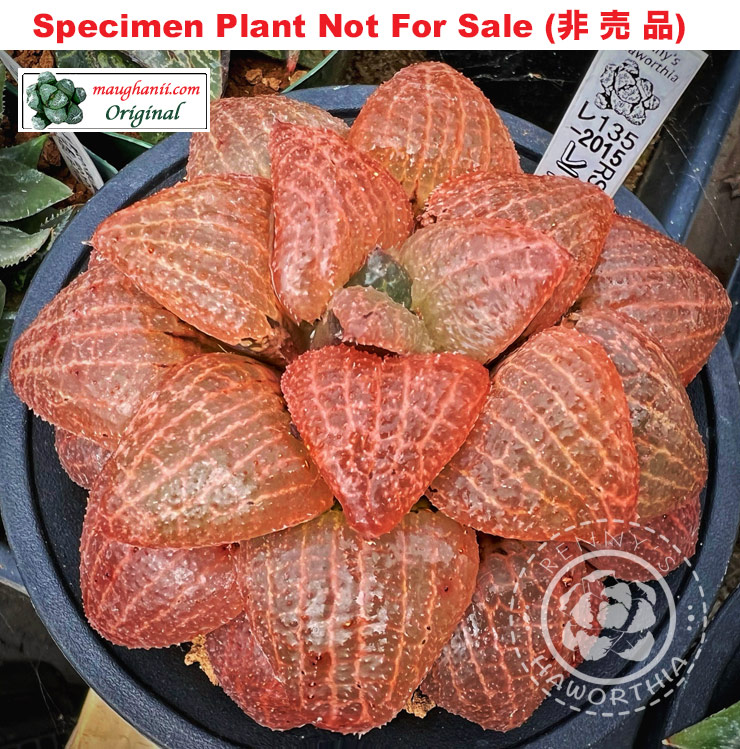 Hyb-360 H. hyb 'Bird's Nest' (RS135-2015), 10 seeds, 2026 Hyb-360 H. hyb 'Bird's Nest' (RS135-2015), 10 seeds, 2026