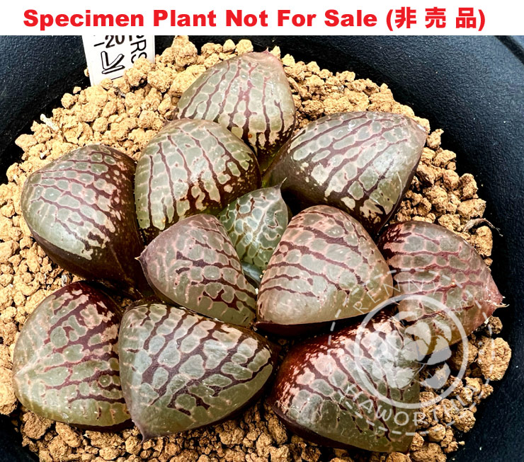 Hyb-468 H. hybrid 'RS136-2015', 10 seeds, 2026 Hyb-468 H. hybrid 'RS136-2015', 10 seeds, 2026
