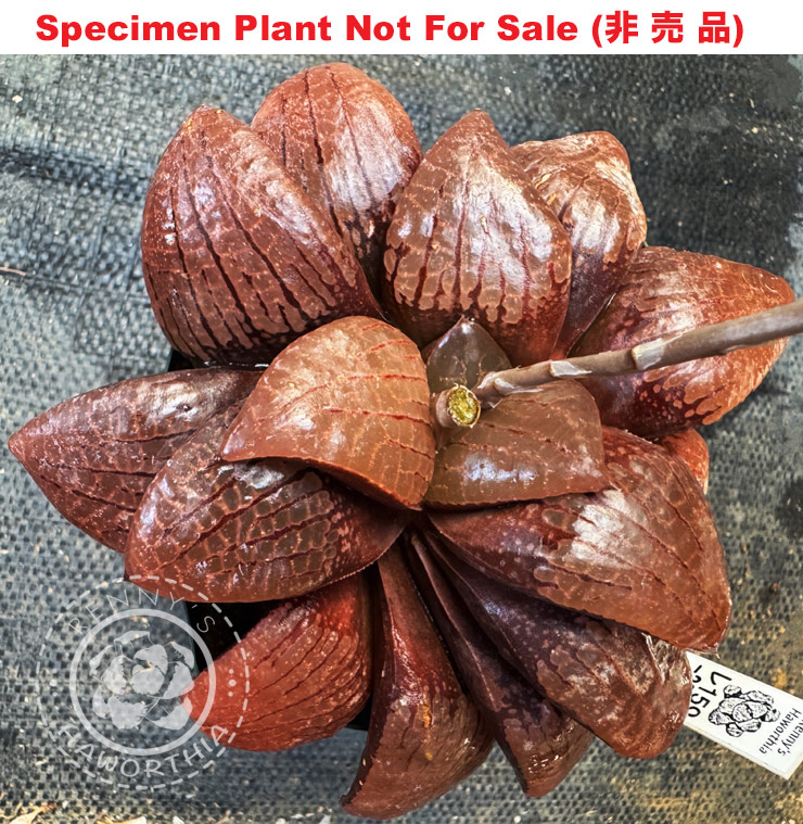 Hyb-271 H. comcore 'RS159-2015', 10 seeds, 2026