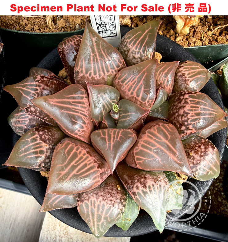 Hyb-389 H. comcore 'RS173-2014', 10 seeds, 2026 Hyb-389 H. comcore 'RS173-2014', 10 seeds, 2026