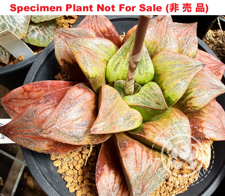 Hyb-600 H. hybrid 'RS197-2014', 10 seeds, 2026 Hyb-600 H. hybrid 'RS197-2014', 10 seeds, 2026